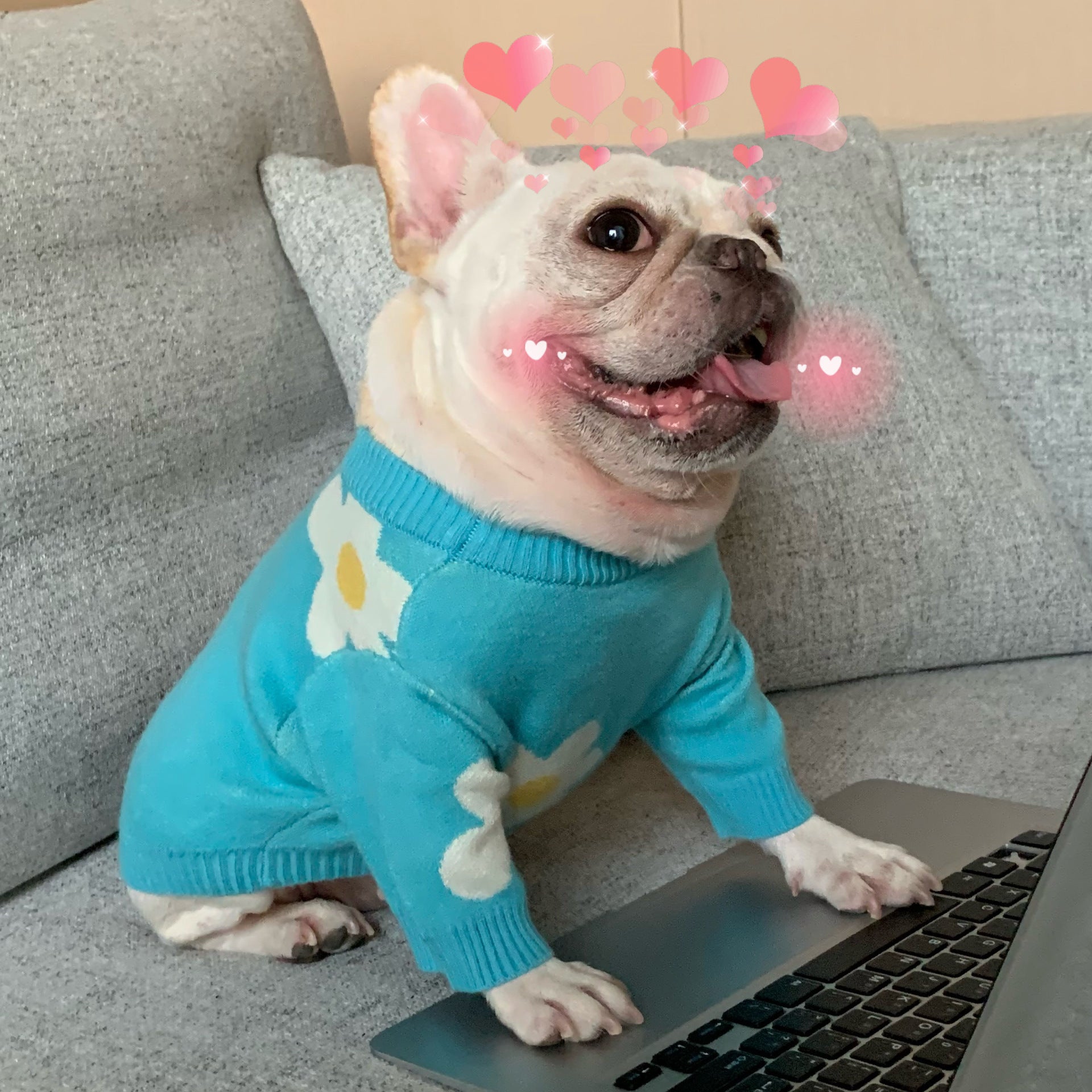 Pet Fashion Brand Clothes Dog Cat Fight