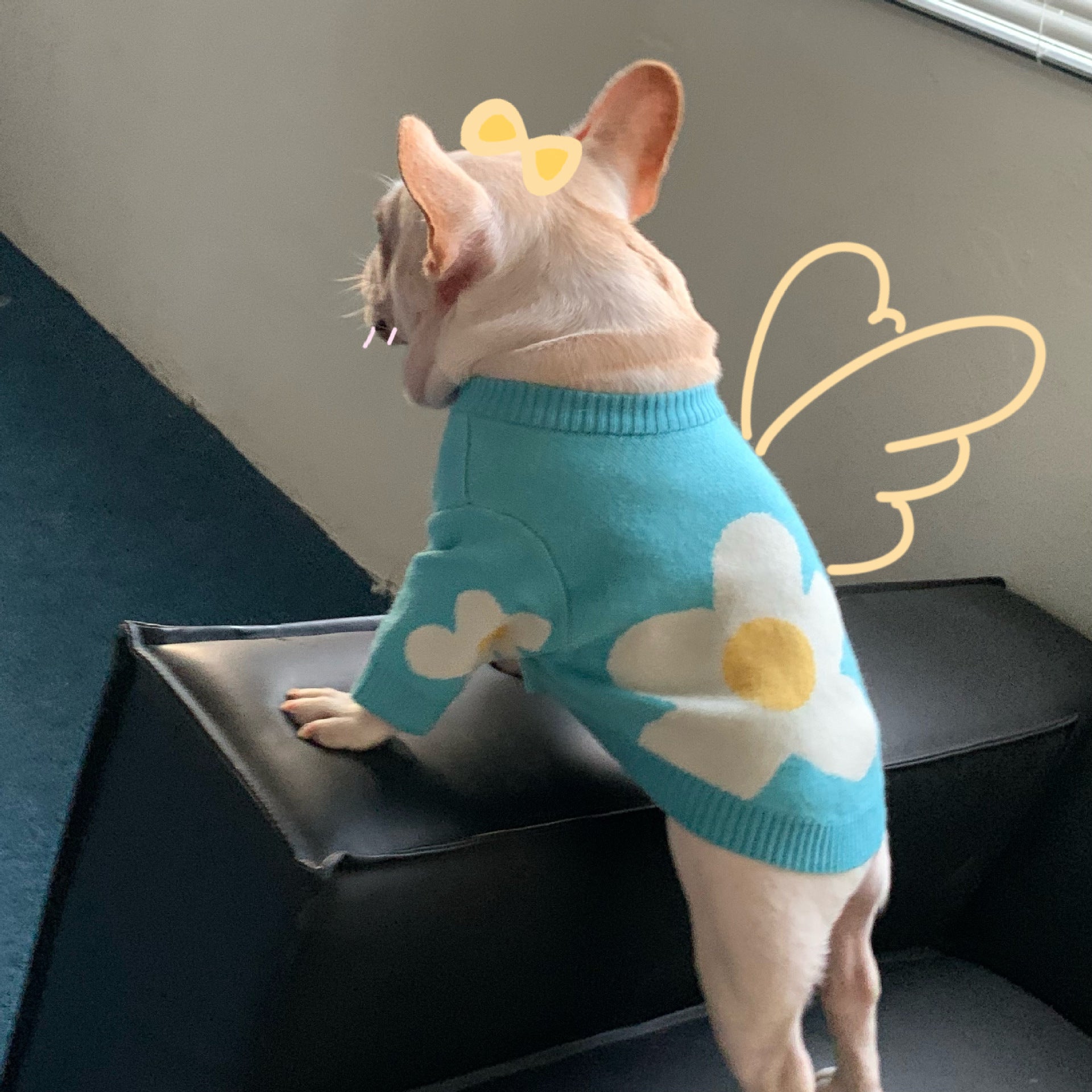 Pet Fashion Brand Clothes Dog Cat Fight