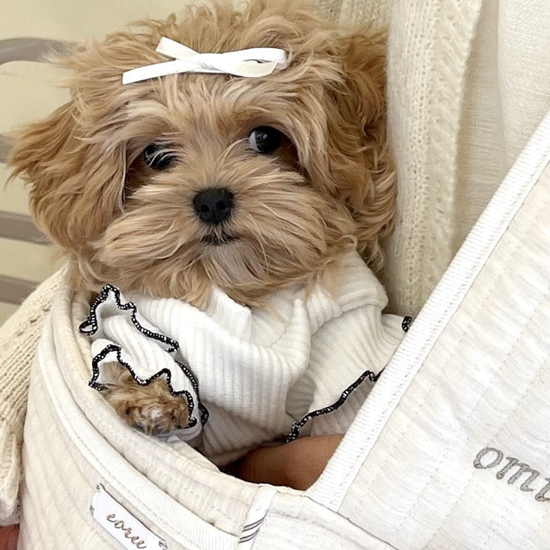 Dog Clothes Fashion Personalized Bottoming Shirt